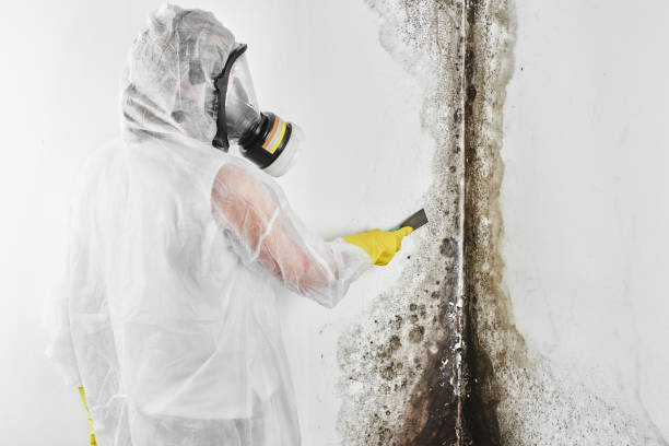 Home Mold Removal in Cloverdale, VA