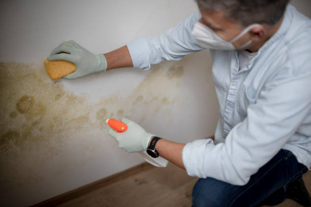 Best Same-Day Mold Removal  in Cloverdale, VA
