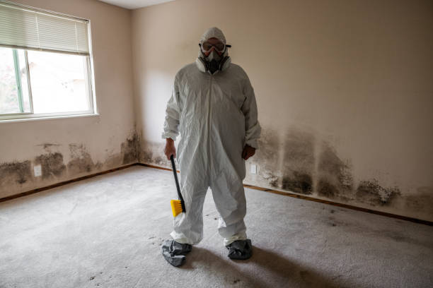 Trusted Cloverdale, VA Mold Removal Experts