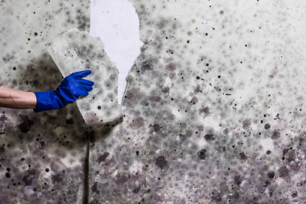 Best Mold Cleaning Services  in Cloverdale, VA