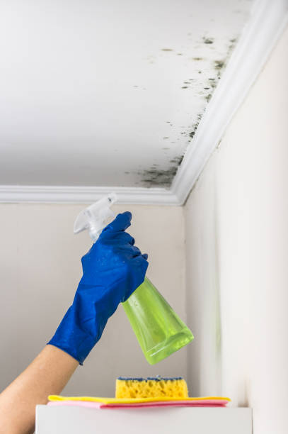 Best Commercial Mold Removal  in Cloverdale, VA